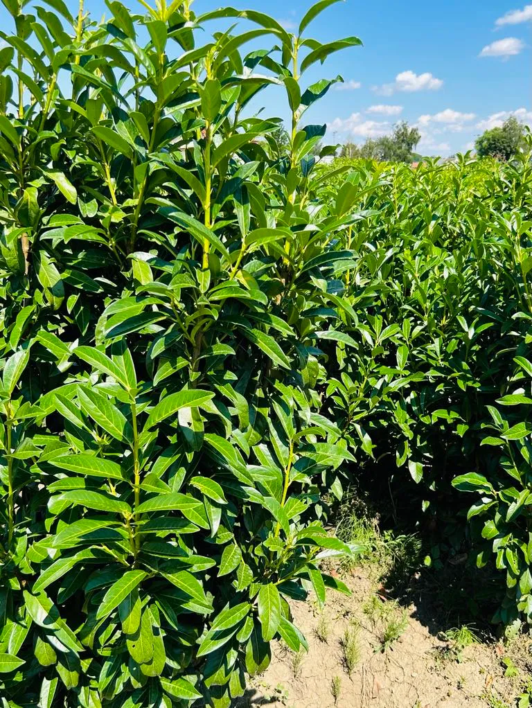 Genolia babérmeggy Bükön Kiss Károlynál