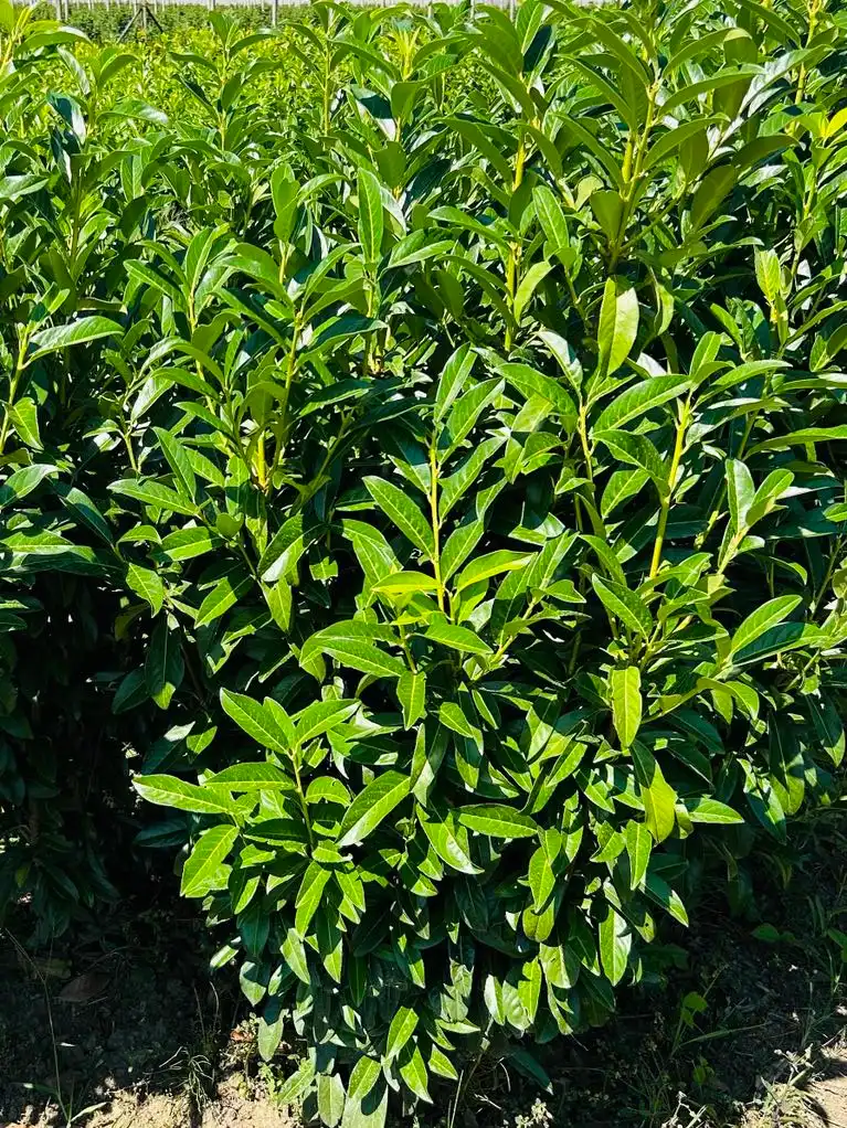 Genolia babérmeggy Bükön Kiss Károlynál