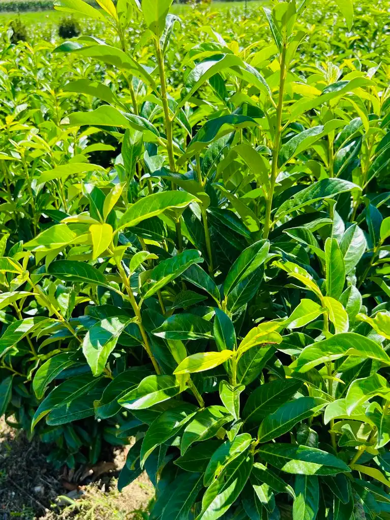 Genolia babérmeggy Bükön Kiss Károlynál