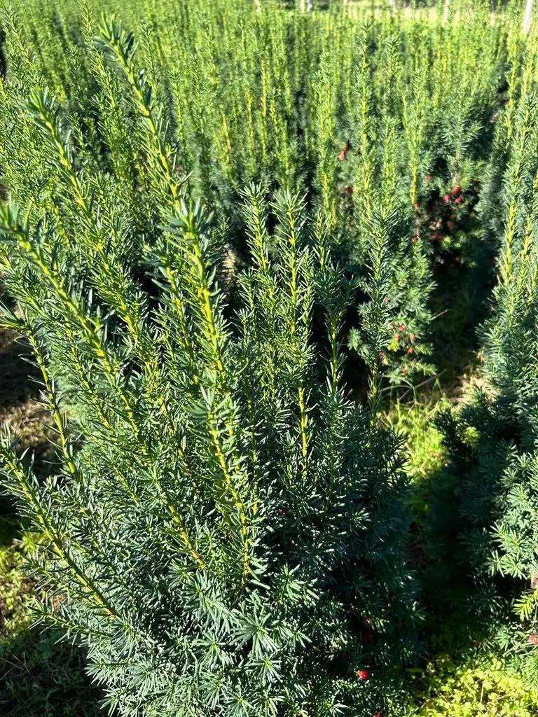 Tiszafa Bükön Kiss Károlynál