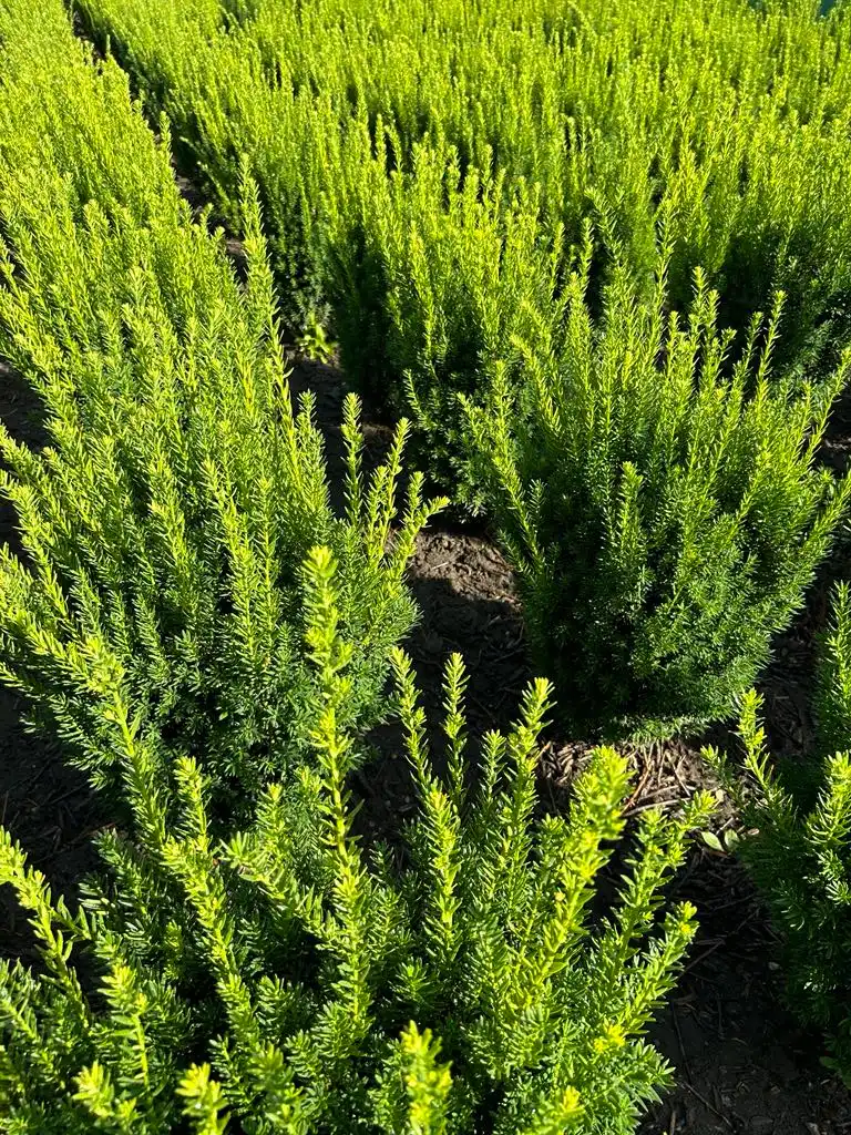 Tiszafa Bükön Kiss Károlynál