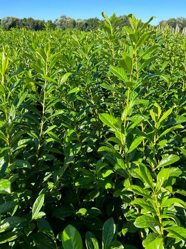 Novita babérmeggy Bükön Kiss Károlynál