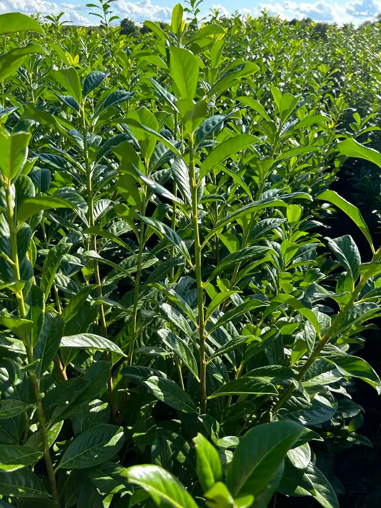 Novita babérmeggy Bükön Kiss Károlynál