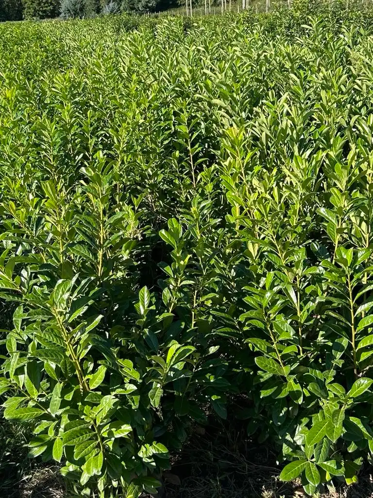 Novita babérmeggy Bükön Kiss Károlynál