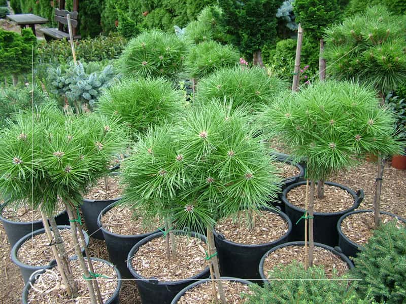 Örökzöld növény a Kiss Kertészetben Bükön