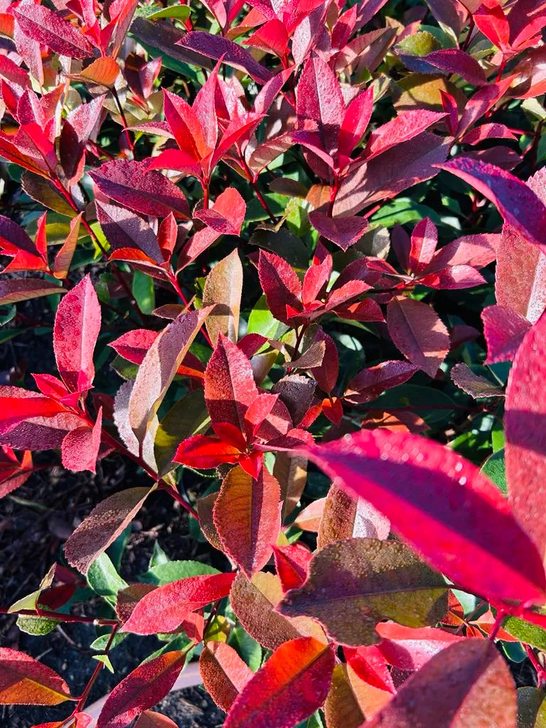 korallberkenye Bükön a Kiss Kertészetben