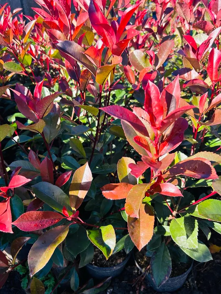 korallberkenye Bükön a Kiss Kertészetben