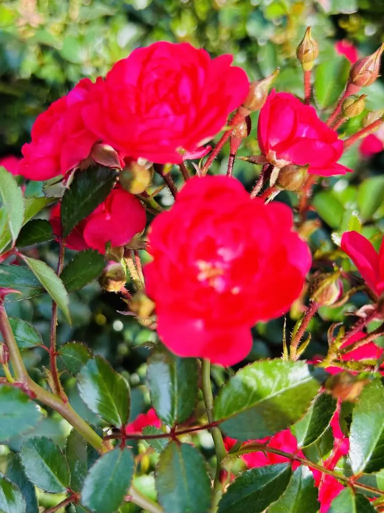 Talajtakaró rózsa Bükön Kiss Károlynál