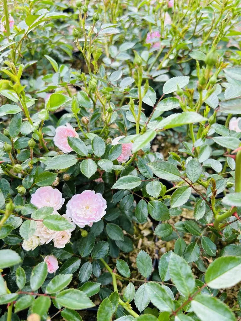 Talajtakaró rózsa Bükön Kiss Károlynál