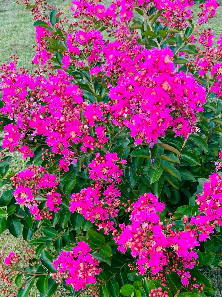 Kínai selyemmirtusz Bükön Kiss Károlynál