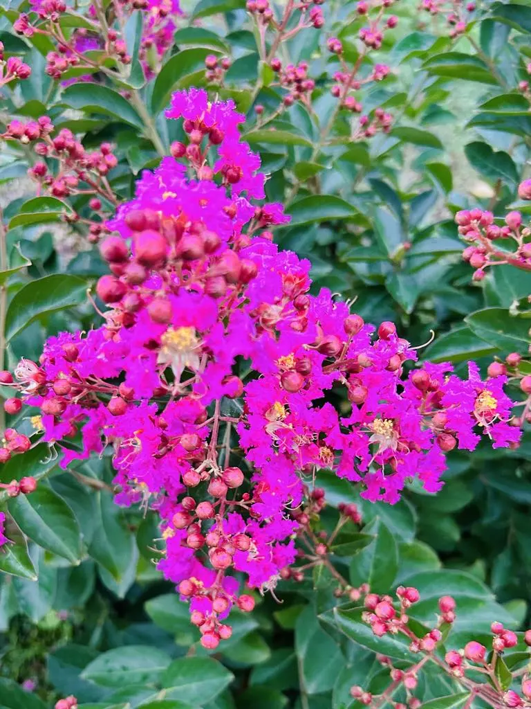 Japán gyöngyvessző Bükön Kiss Károlynál
